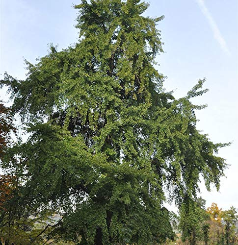 Fächerblattbaum 100-125cm - Ginkgo biloba - lebende Gartenpflanze aus den Baumschulen