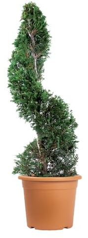 KENTIS - Cipresso Spirale di Leyland - Cupressocyparis Leylandii - Piante Vere da Esterno Sempreverdi - Giardino Balcone - H 90/110 cm Vaso Ø 24 cm