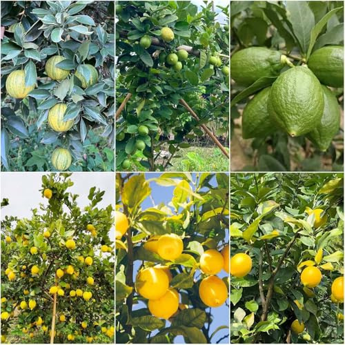 Zitronenbaum winterhart - hochbeet balkon bonsai topf pflanzensamen obstbäume winterfeste für balkon säulenobst obstpflanzen zitronensamen frisch balkonpflanze 160samen