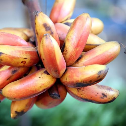 semi di banana, semi di banano, semi di esotiche frutto colonnare resistente semi di Gli da frutto nani sono 30pcs