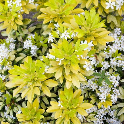 Choisya Lich Outdoor Garten Fertige Pflanzen Blühender Immergrüner Strauch Pflanze im Topf