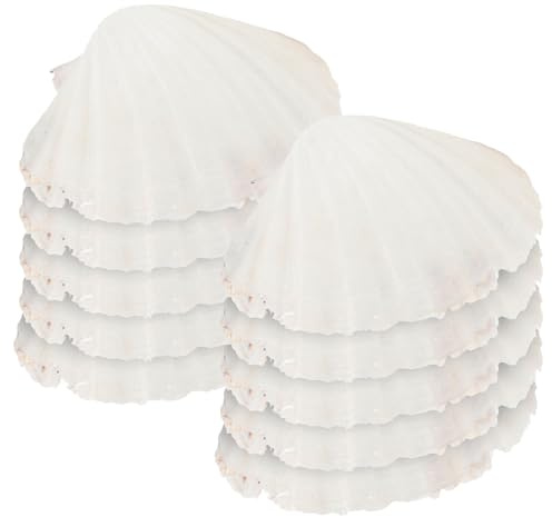 SOIMISS Set Da 10 Conchiglie Di Capesante Naturali Da 12-14 Cm Per Decorazioni Fai Da Te, Pittura Graffiti, Ornamenti Fotografici e Artigianato
