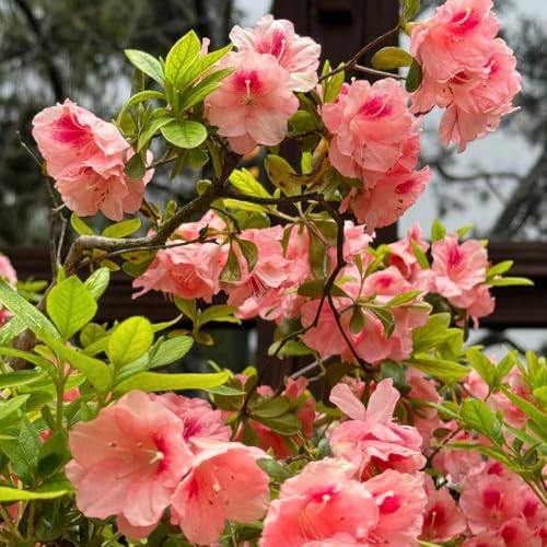 Semi di rododendro - semi di Rododendro - regali per gli amanti del giardino decorazione da giardino per esterni giardino di arbusti fioriti 10pcs