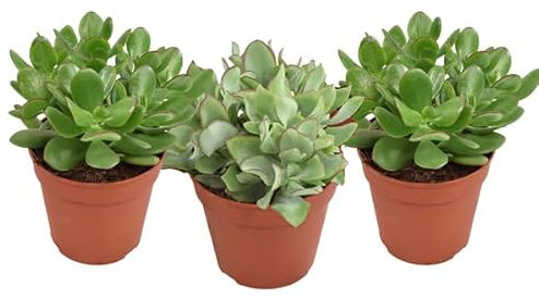 Crassula Mix – Piante grasse – Pianta d'appartamento – Ø 12 cm – 20 cm – 3 pezzi