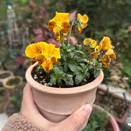 Semi di viola cornuta resistenti, giardino Viola cornuta, Le sono perenni resistenti da balcone Le da giardino 400pcs