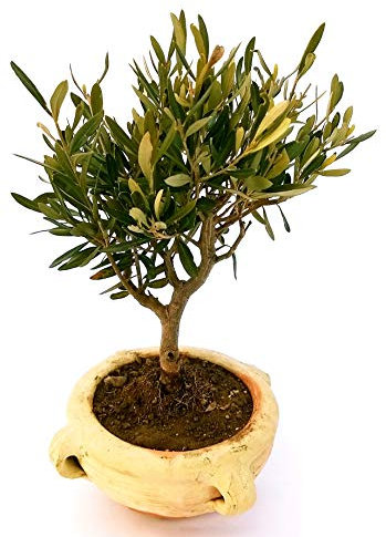 POWERS TO FLOWERS - BONSAI OLIVO XXL IN ORCIO DI TERRACOTTA, Pianta Vera