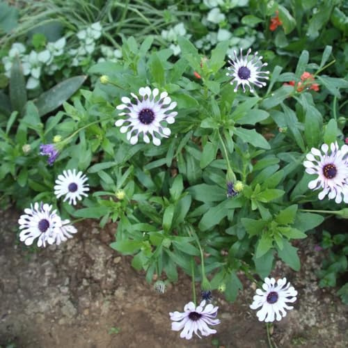 Kapkörbchen exotische zimmerpflanzen hochbeet balkon winterharte stauden für pralle sonne bonsai topf blumenstauden winterhart mehrjährige blumensamen blumendeko balkon garten 250samen