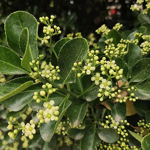 semi di agrifoglio - Ilex aquifolium giardino di interni resistenti semi giardino decorativo selvatici scalatrici resistenti veloci 70pcs