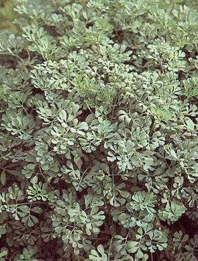 35 Semi di Rue HR187 (Ruta Graveolens)
