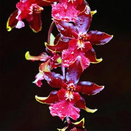 Cymbidium orchid bulbi,Orchidea del cymbidium,cymbidium pianta vera,Piante erbacee perenni,Cymbidium planta,Decorazione del giardino(non fiori artificiali,senza semi)-5 bulbi-B