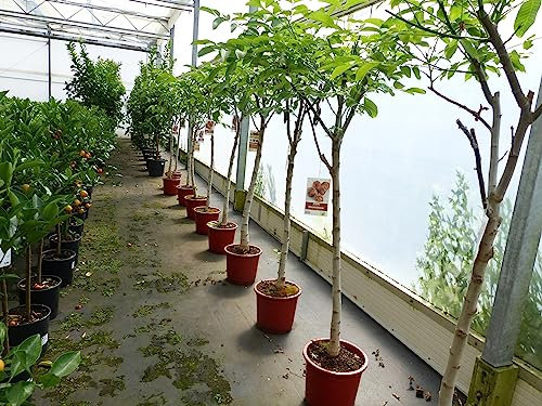 gruenwaren jakubik echter Walnussbaum Juglans regia 180 cm Obstbaum winterhart kräftiger Stamm Nussbaum