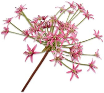 Silk-ka Kunstblume Seidenblume Allium-Stiel, rot, 87 cm