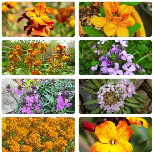 lacca dorata - Erysimum cheiri tagliate selvaggi di balcone di selvaggi, autunno, perenne giardino balcone parterre primavera estate semi perenni bonsái interno 180pcs