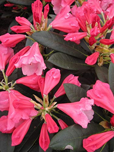 Rhododendron yakushimanum 'Belle de Flore' - Ball-Rhododendron 'Belle de Flore' 20-30
