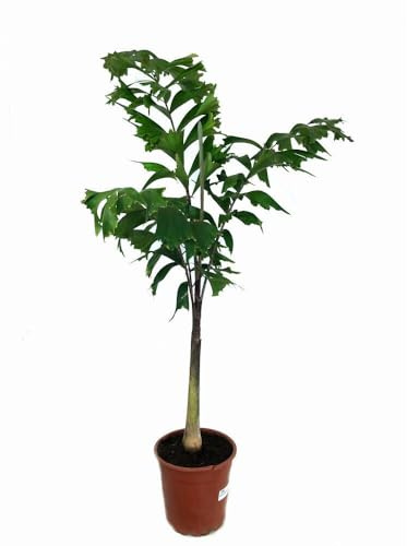 Planta natural Palmera Cola de Zorro WODYETIA Bifurcata. Altura 130 cm. Por sus hojas de la mas llamativas del mundo. Segura Garden.
