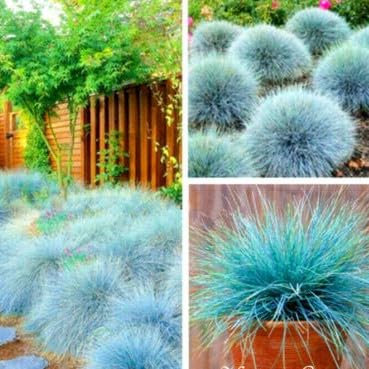 Blue Fescue 300 Seeds + Plant tag + Freebie -Festuca Glauca - Compact Ornamental Grass