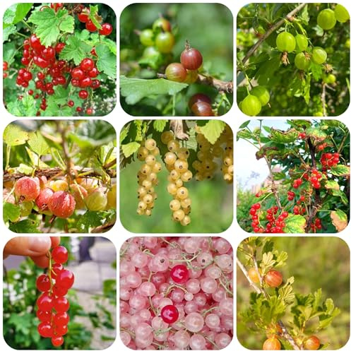 plantas de grosella - semillas plantas de balcón jardín perennes resistentes semillas árboles frutales camas elevadas para jardín interior árboles frutales jardín interior árbol frutal 180pcs