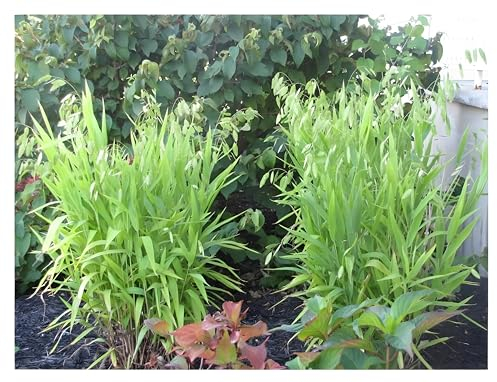 3 x Chasmanthium latifolium im 1 Liter Topf (Ziergras/Gräser/Winterhart/Mehrjährig/Staude/Stauden) Plattährengras - Sanfte Bewegung für harmonische Beete - sehr Pflegeleicht - von Stauden Gänge