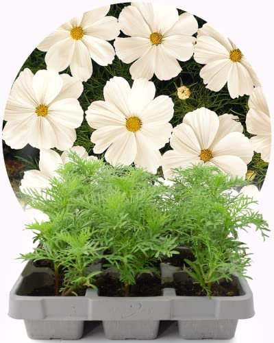 Garden Ready Cosmos White Flowers – 12 Plants Delivered in 2 x 6 Pack Recyclable Trays. They are Not Seeds Or Fake. They are Real, Living, British Grown, Young Plants That Will Produce Real Blooms