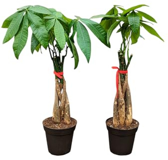 Live Money Tree Plants, 4 Inch Pots, Braided Stems, Indoor Houseplants, Set of 2