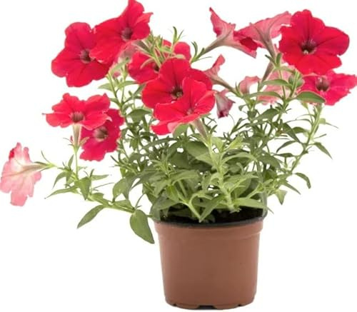 Petunia Surfinia con Flores Planta Natural de Exterior