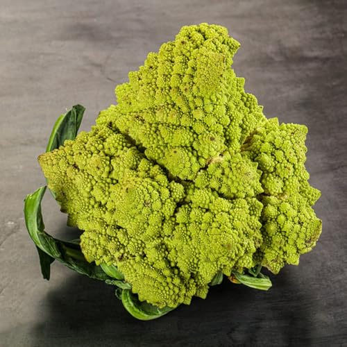 semi di cavolfiore precoci, sul balcone, rari biologiche vecchie varietà, 100pcs