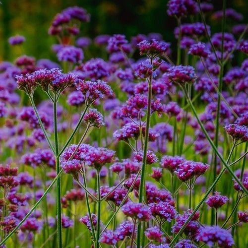 Purpletop verveine Graines de fleurs (Verbena bonariensis) 200 + Graines