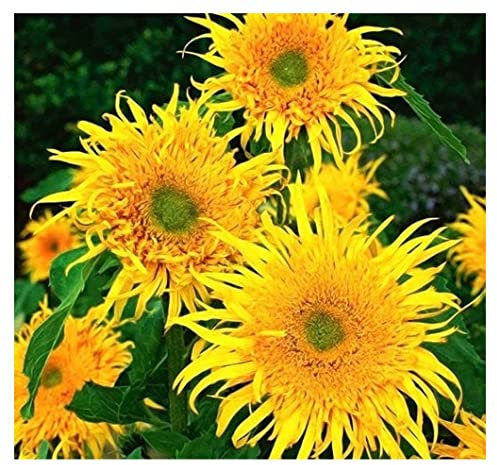 PREMIER SEEDS DIRECT- Sunflower - Astra Gold - 25 Finest Seeds
