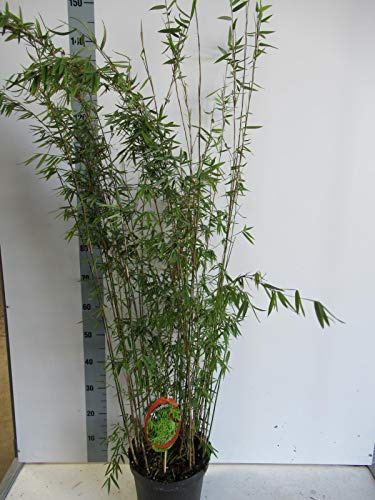 Fargesia nitida 'Black Pearl' C10 10L – Schwarzer Schirmbambus, winterhart, kompakt, immergrün, schnellwachsend für Sichtschutz, Garten & Kübel