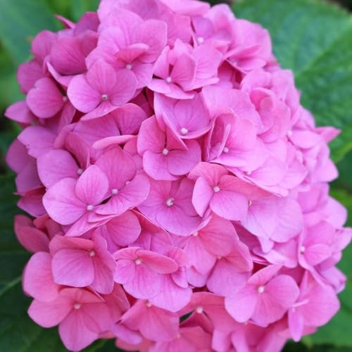 Vivai le Georgiche - Pianta vera di Hydrangea macrophylla Rosita Ortensia 'Rosita' - vaso Ø 18 cm