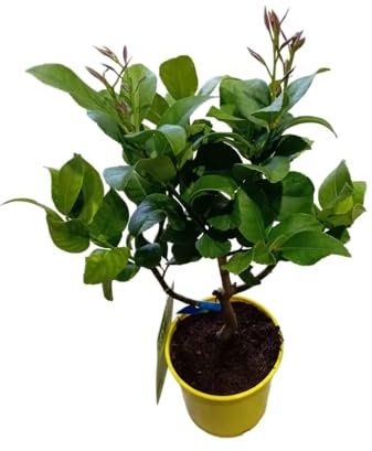 Limonero Natural de 100cm en Maceta Cultiva tus Propios Limones en Casa