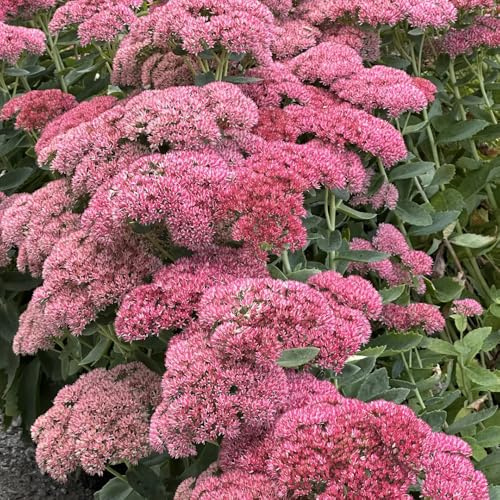 semillas de sedum - extremadamente resistentes exterior balcón 500pcs