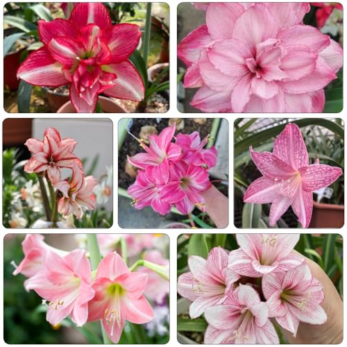 Amaryllis - Hippeastrum rutilum Bulbi di perenni resistenti all'inverno balcone resistenti balcone con letti elevati riverdimento tetti giardino 2pcs
