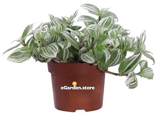 Pianta di Tradescantia Cerinthoides Brightness pianta di Erba Misera pianta da interno pianta ornamentale pianta verigata pianta vera venduta da eGarden.store