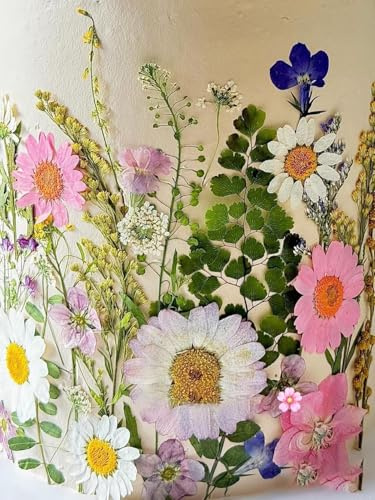 Hojas de flores prensadas secas naturales, 41 piezas, muchas variedades, para decoración de pasteles, joyería, manualidades, fabricación de velas, decoración de uñas, fabricación de jabón, funda de