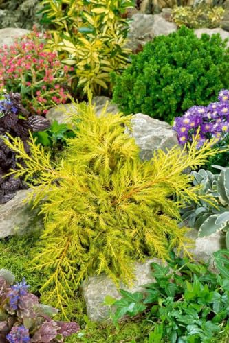 Chinesischer Wacholder Juniperus chinensis Goldstar 15-20 cm winterhart | Goldgelbe Nadeln, sonnig bis halbschattig, schnittvertraeglich, ideal für Rabatten, Kübel und Grabbepflanzung