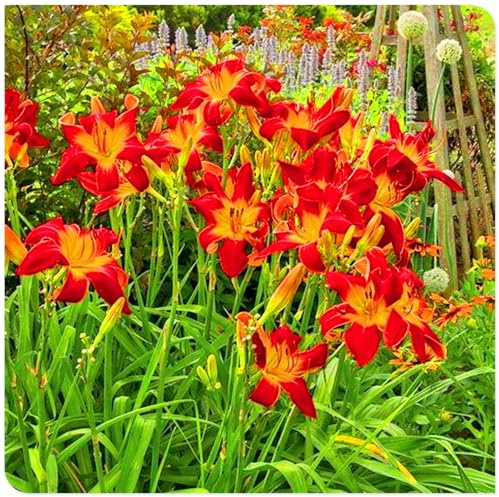 Hemerocallis perenne resistente al freddo. Aggiungi un giallo brillante al giardino, facile da coltivare-3bulbi-A