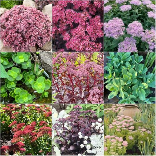 fetthenne gartenpflanzen Zierblumen Duftend bonsai stauden einfacher Anbau exotische für draußen pflanzensamen heilpflanzen Seltene Serie 200samen