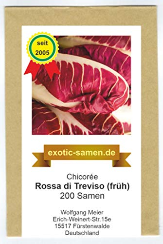 Chicoree rot - Rossa di Treviso precoce - frühe, samenfeste Sorte - 200 Samen