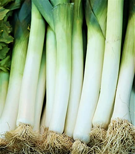 Leek, American Flag Leek Seeds, Non GMO, 50 Seeds PER Package, Great for Soups, Stews, Salads Or As A Garnish. Large American Flag Seeds Produce Leeks with Large Stems and Leaves.