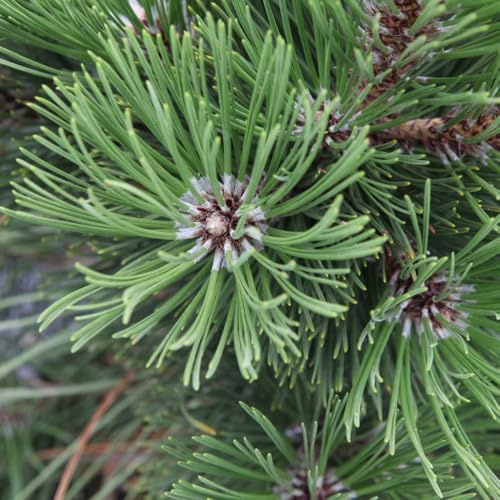 Pinus heldreichii 'Malinkii' | Dwarf Bosnian Pine | Evergreen Conifer | Slender Conical Shape | Low Maintenance & Hardy -1x 7.5 Litre Potted Plants by Thompson & Morgan