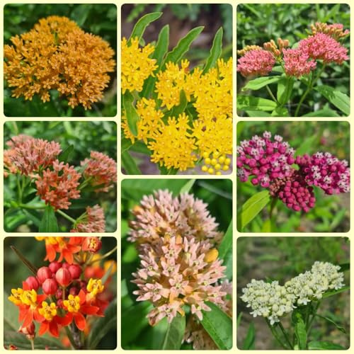 Semi di Asclepias, semi di asclepiade, regali da giardino Asclepias curassavica, orto sul balcone rare 450pcs