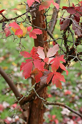 Zimt-Ahorn Ac. griseum Pflanze 90-100cm Zimtahorn Ahorn Rarität