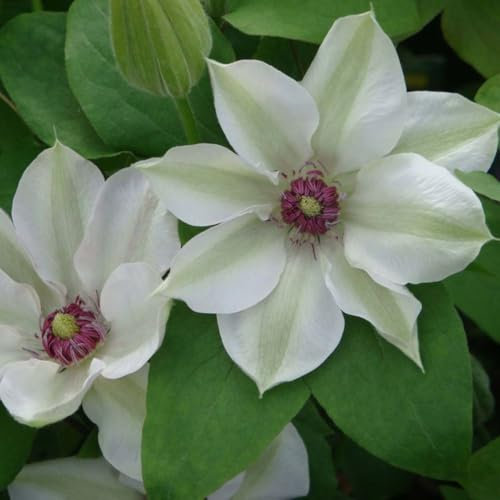 Clematis 'Miss Bateman' - Compact Climbing Shrub with Dazzling White Flowers – 1x 3 Litre Potted Plant by Thompson & Morgan