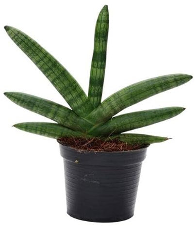 Sansevieria Skyline – canapa – Pianta d'appartamento – Altezza ca. 25 cm – Ø 10,5 cm – Pianta verde facile da pulire per interni – Pianta purificante dell'aria per soggiorno, ufficio e camera da letto