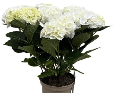 Planta Natural de Hortensia Blanca Belleza y Color para tu Hogar
