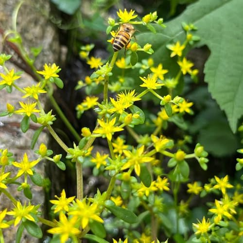 semillas de sedum, decorar balcones variedades antiguas jardín de rocas 100pcs