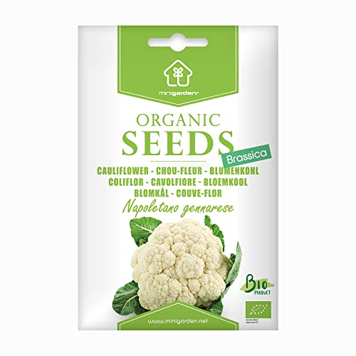 Zertifizierte Bio-Blumenkohl-Samen 'Napoletano gennarese' von Minigarden – 100% natürlich, GVO-frei, bereit zur Aussaat, reproduzierbar – 250-300 Samen
