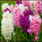 Giacinto Bulbi Bulbi Giacinto In Vaso,Ornamentali Decorazione,Giardino Per Balcone,Esterno Decorazione Floreale Piante In Vaso Resistenti-5Bulbi-c