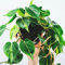 Philodendron Scandens - Philodendron Grimpant | Pot Suspendu de 15 cm | Plante d'intérieur